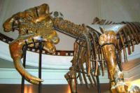 Deinotherium1